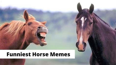 who's horse is that meme